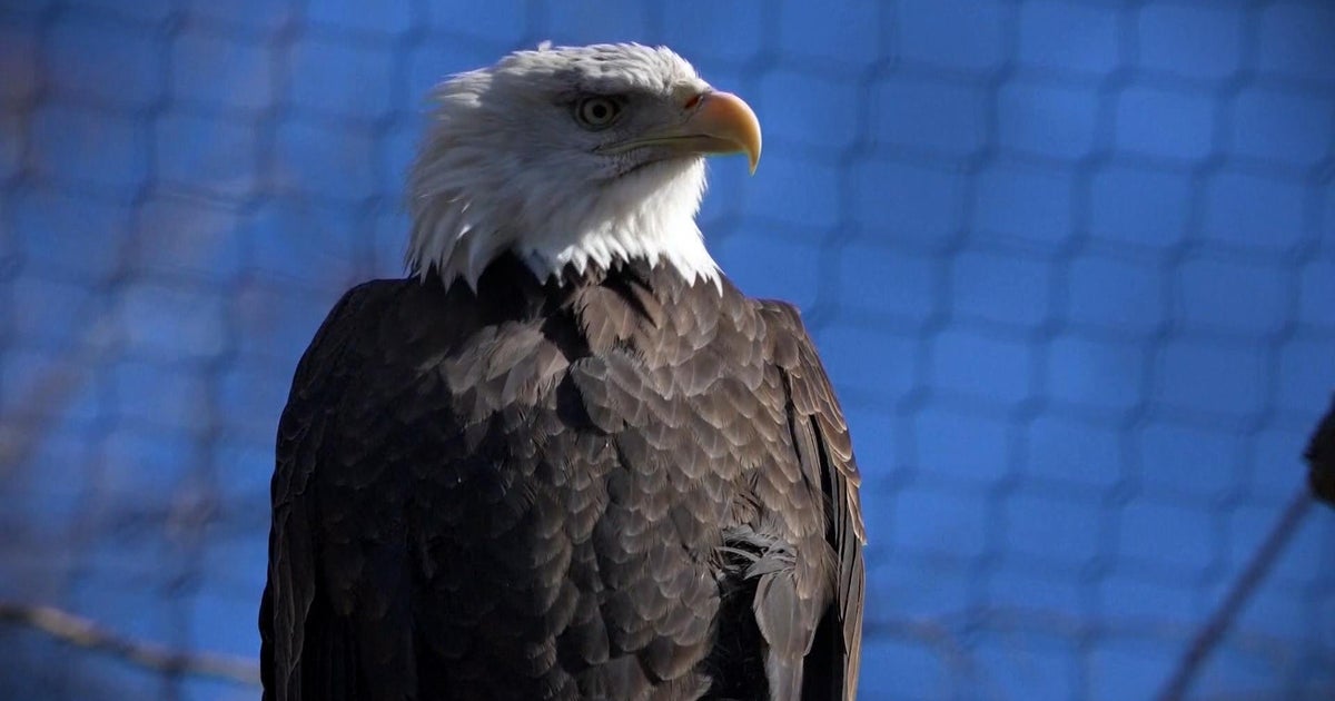 Love story between two bald eagles plays out in unlikely place - CBS News