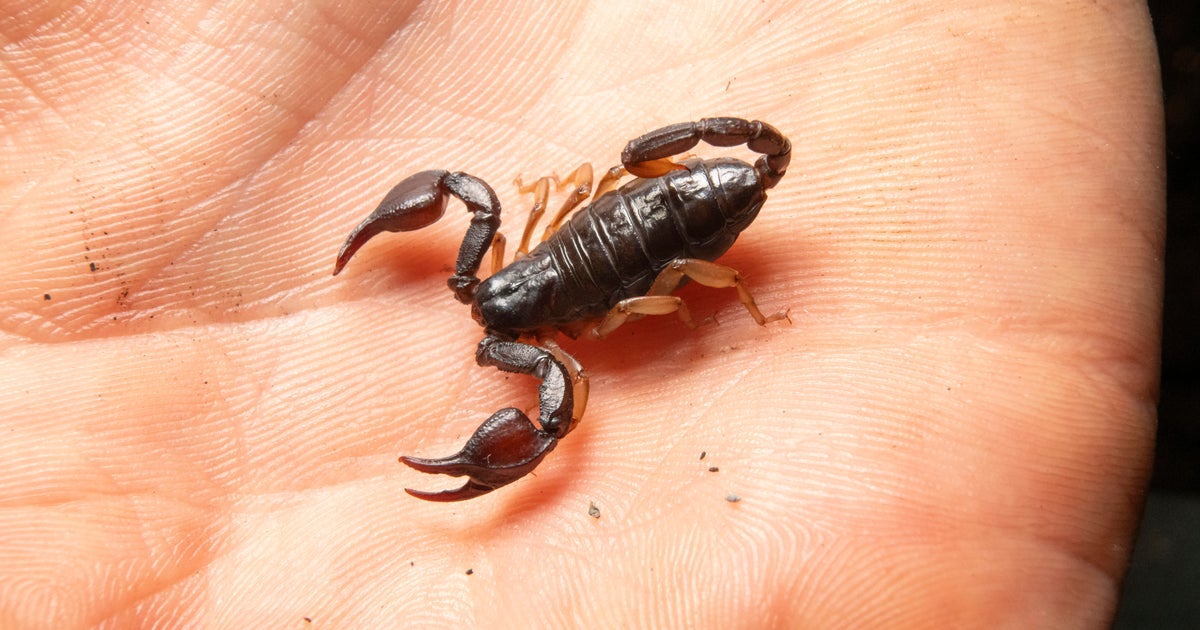 Scorpion stings woman at Logan Airport in Boston Scorpion stings woman at Logan Airport in Boston