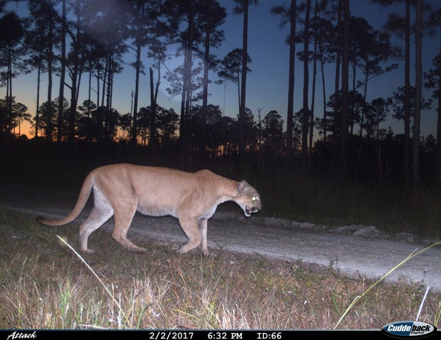 Endangered Species Act at 50