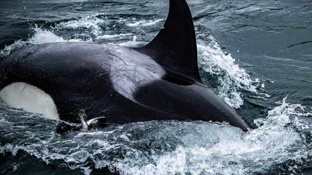 Killer whales caught on video grooming each other with seaweed after master's student noticed something kind of weird going on
