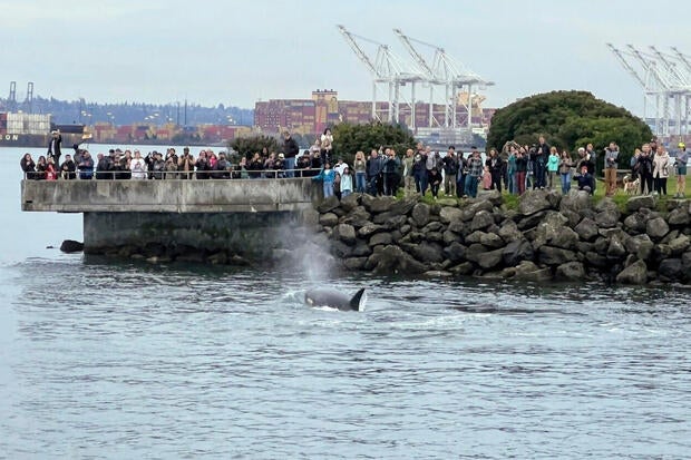 Seattle Killer Whales 