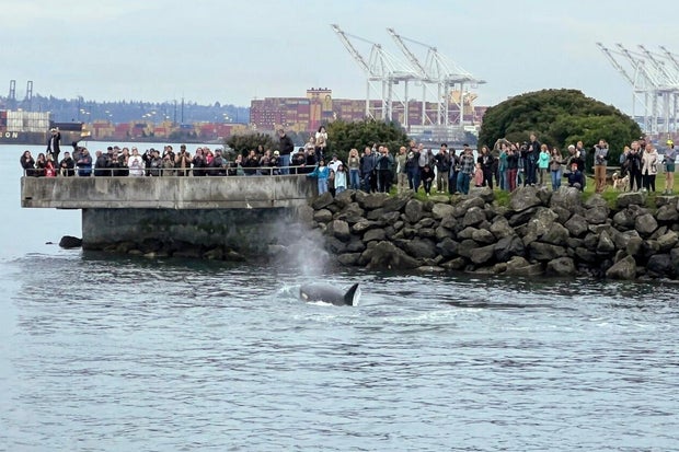 Seattle Killer Whales