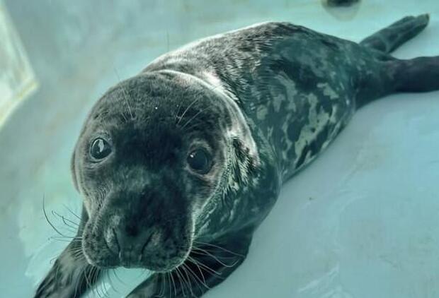 chappy-the-baby-seal.jpg 