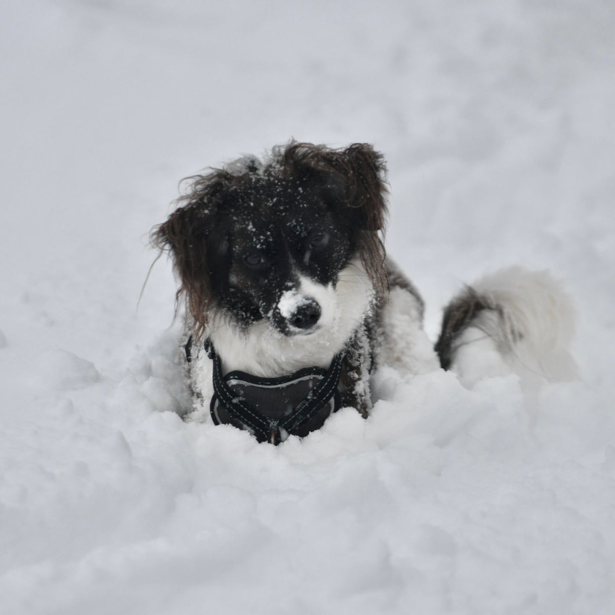 dsc-1859.jpg Minnesota snowstorm: March 5, 2025