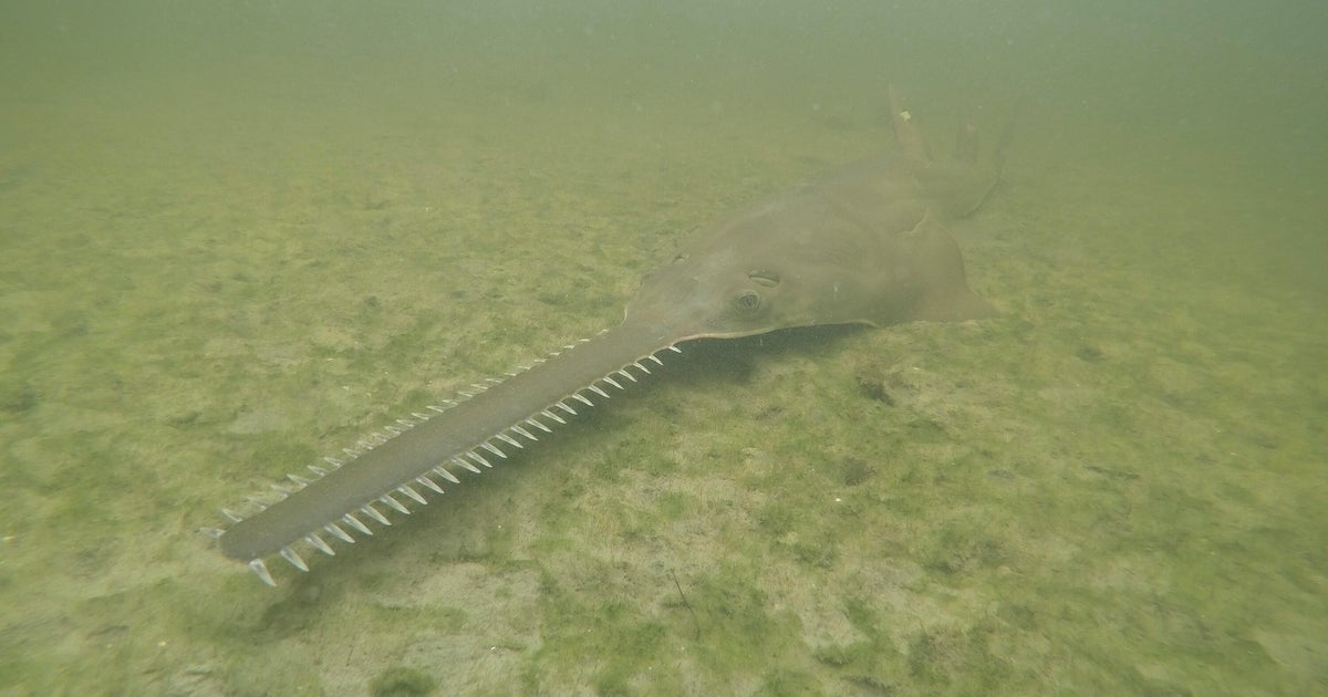Mysterious affliction causing endangered sawfish to spin and die resurfaces in Florida Mysterious affliction causing endangered sawfish to spin and die resurfaces in Florida