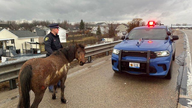 grand-rapids-horses.jpg 