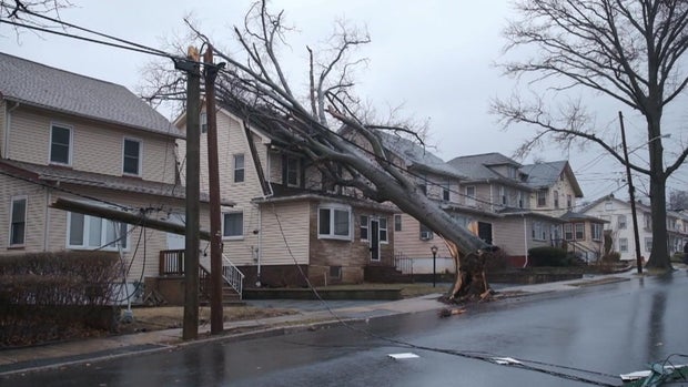 A tree leaning against a home in Hillside 