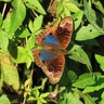 junonia-genoveva-nicolas-montano-rasch.jpg 