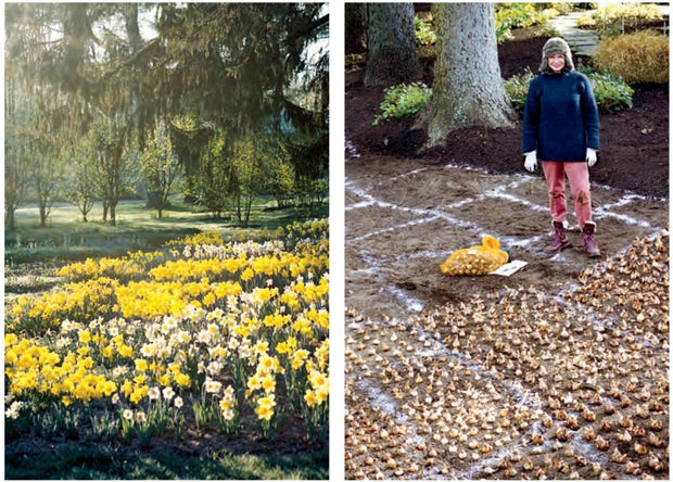 narcisos-de-martha-Stewart-Gardening-Handbook-Harvest.jpg