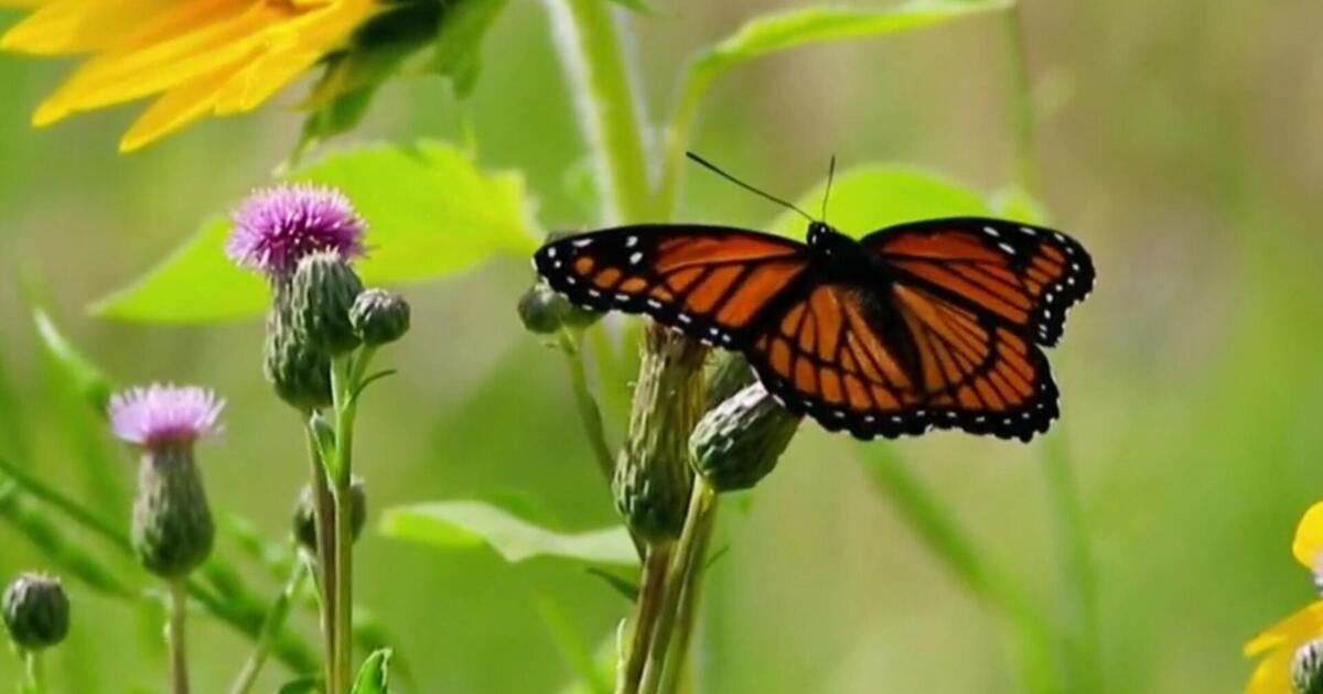 Butterflies in U.S. vanishing at alarming rate, study finds