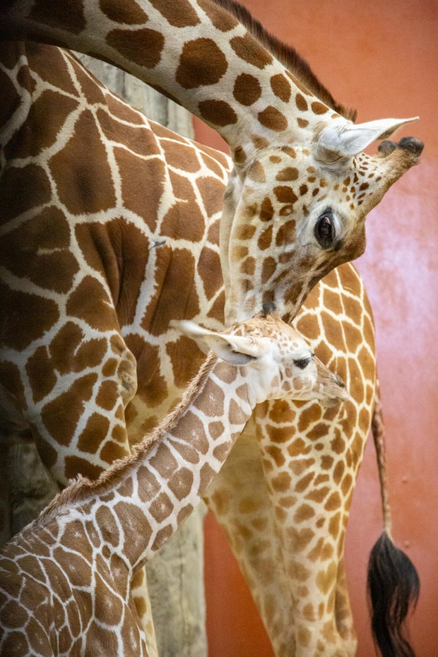 baby-giraffe-denver-zoo-conservation-alliance2.jpg