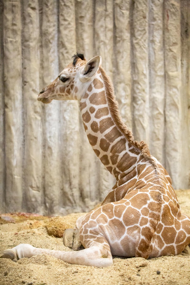baby-giraffe-denver-zoo-conservation-alliance3.jpg