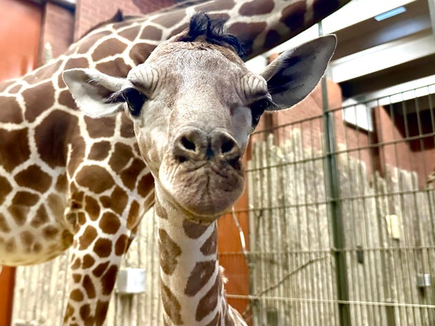 baby-giraffe-denver-zoo-conservation-alliance.jpg