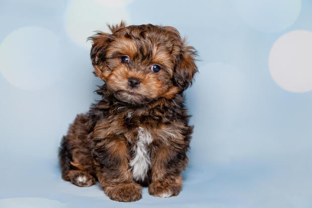 Full Length Portrait Of Cute Female Bolonka Puppy Against Blue Background 