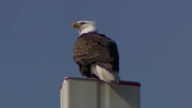 inx-eagle-at-church-031025.jpg