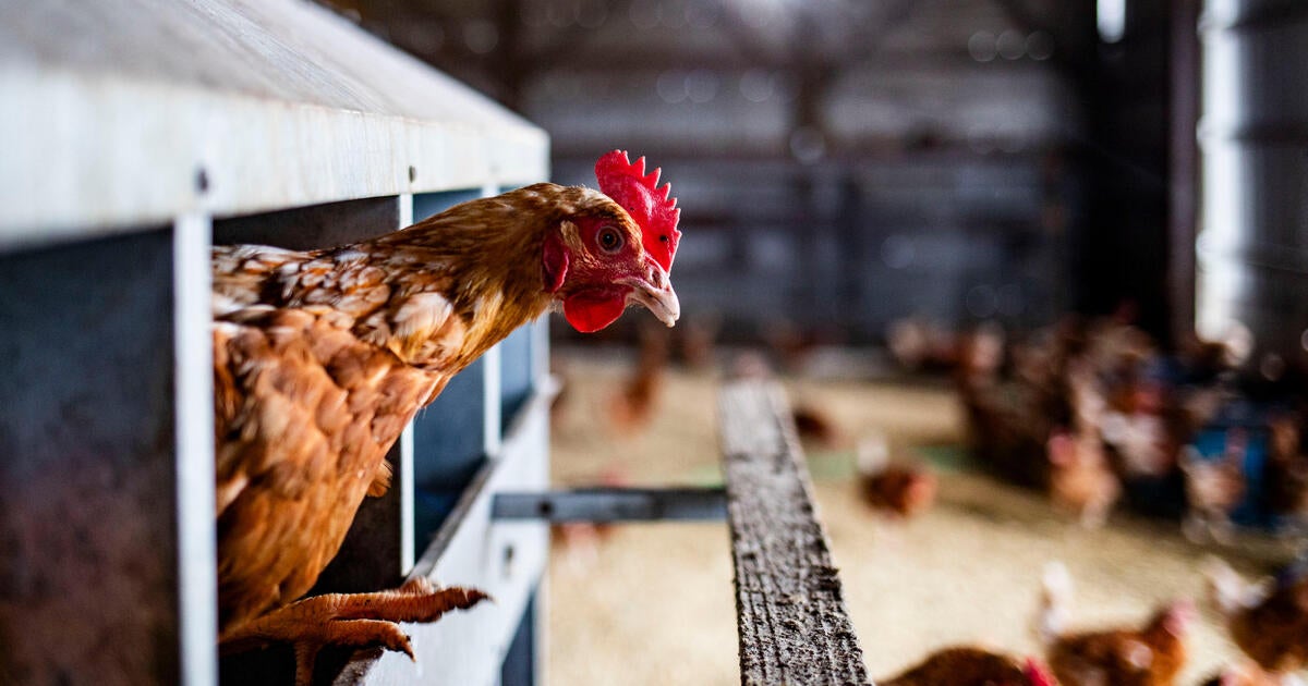 In bird flu fight, USDA almost doubling the $1.1 billion already spent