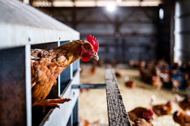 Poultry Farm Operations As Egg Prices Soar 