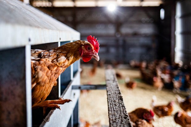 Poultry Farm Operations As Egg Prices Soar