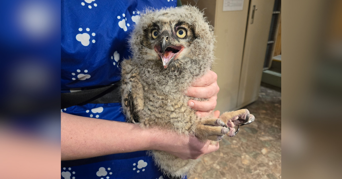 Great horned owlet reunited with family in Schenley Park after falling ...