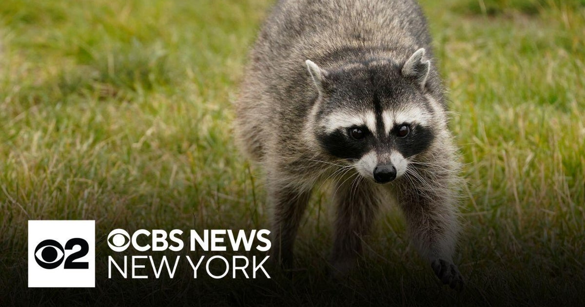 Suffolk County reports 2nd rabid raccoon - CBS New York