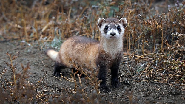 The U.S government through the U.S. Fish and Wildlife Service is breeding the black-footed ferret in captivity in northern Colorado. 