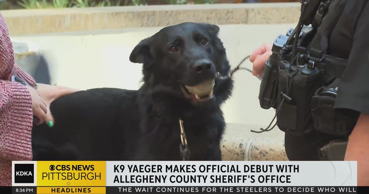 Yaeger, the Allegheny County Sheriff's Office new K9 introduced - CBS ...