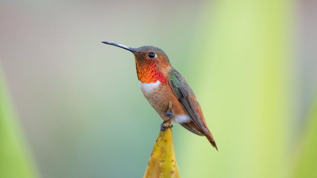 allens-hummingbird-by-zwazo-james-cornell-lab-of-ornithology-macaulay-library.jpg 