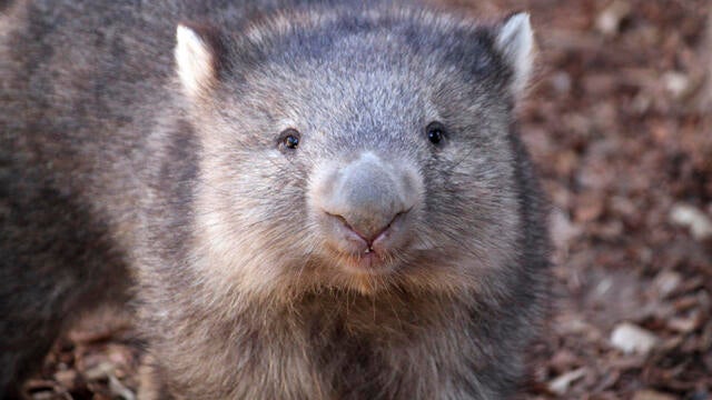 U.S. influencer picks up baby wombat in Australia, sparks outrage