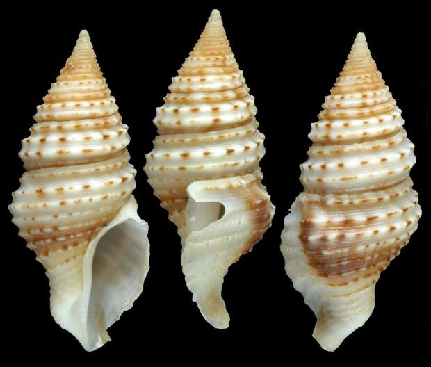 5-gastropod-turridpuppup-the-Nippon-Roundation-Nean-Census-Richard-Smith-Smith-C-2025.jpg 