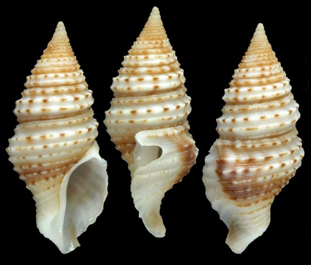 5-gastropod-turridrupa-magnifica-the-nippon-foundation-nekton-ocean-census-richard-smith-c-2025.jpg