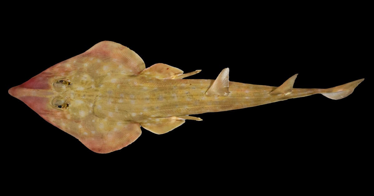 "Guitar shark" among the 866 new marine species discovered in ocean