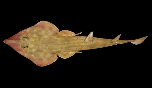 Guitar shark and snail with venomous harpoons among 866 new marine species discovered in ocean