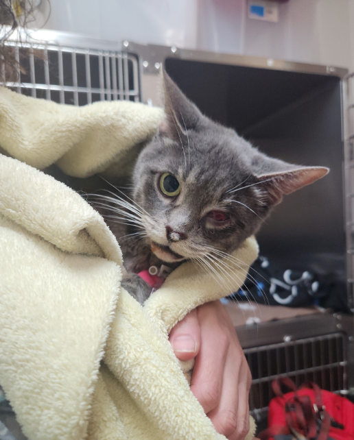 Orange County man who allegedly thew injured cat into dumpster