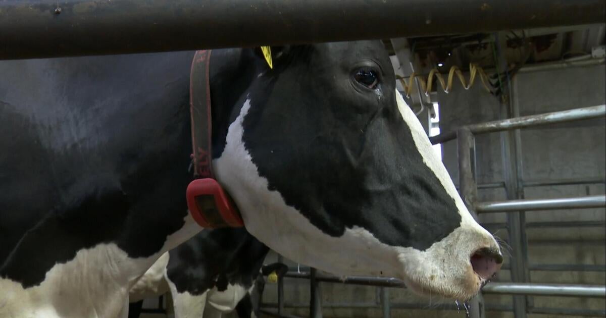 Bird flu ripping through California dairy farms