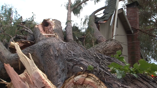 Rohnert Park tree into house 