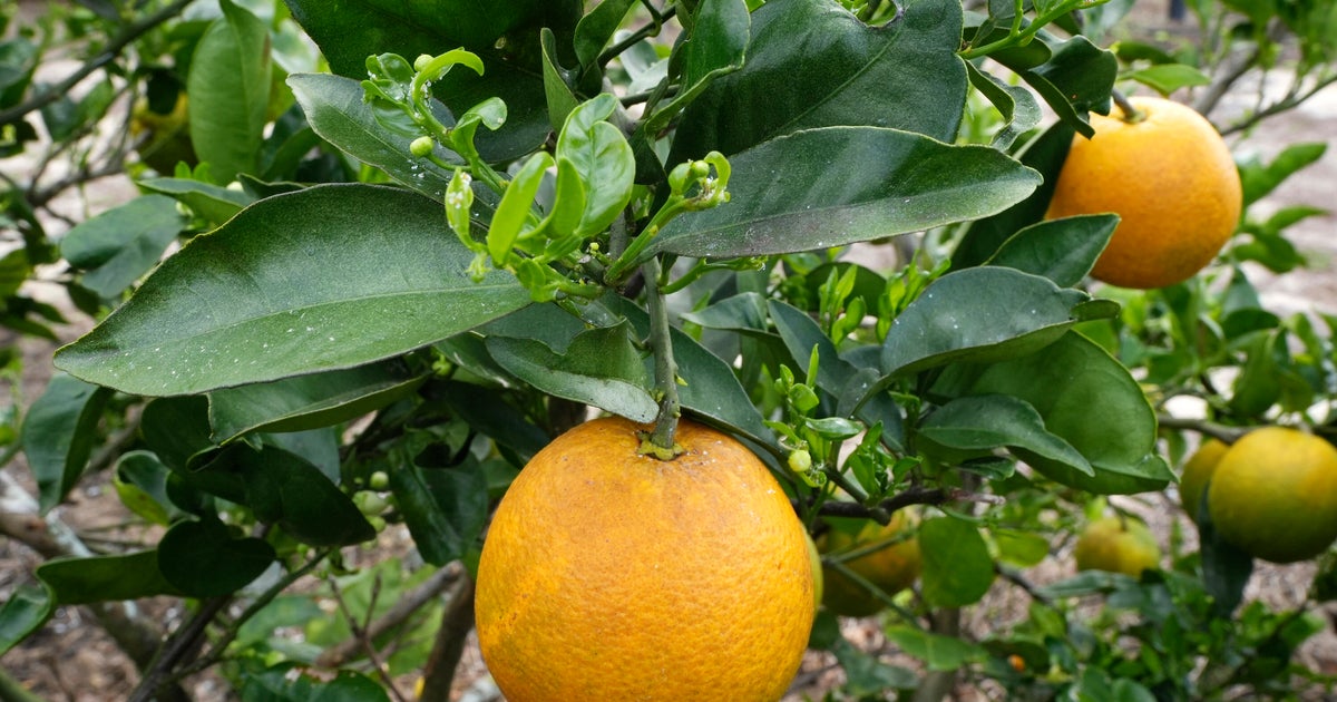Hit by storms and disease, Florida’s citrus growers try to survive until bug-free trees arrive Hit by storms and disease, Florida’s citrus growers try to survive until bug-free trees arrive