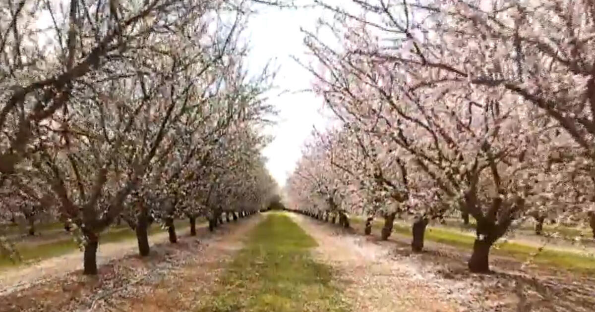 Finding almond blossoms in unlikely places