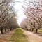 Finding almond blossoms in unlikely places