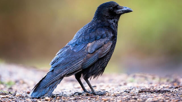 Carrion crow (Corvus corone) 