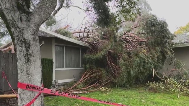 Tree falls onto North Bay Home