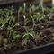 Martha Stewart on seed starting