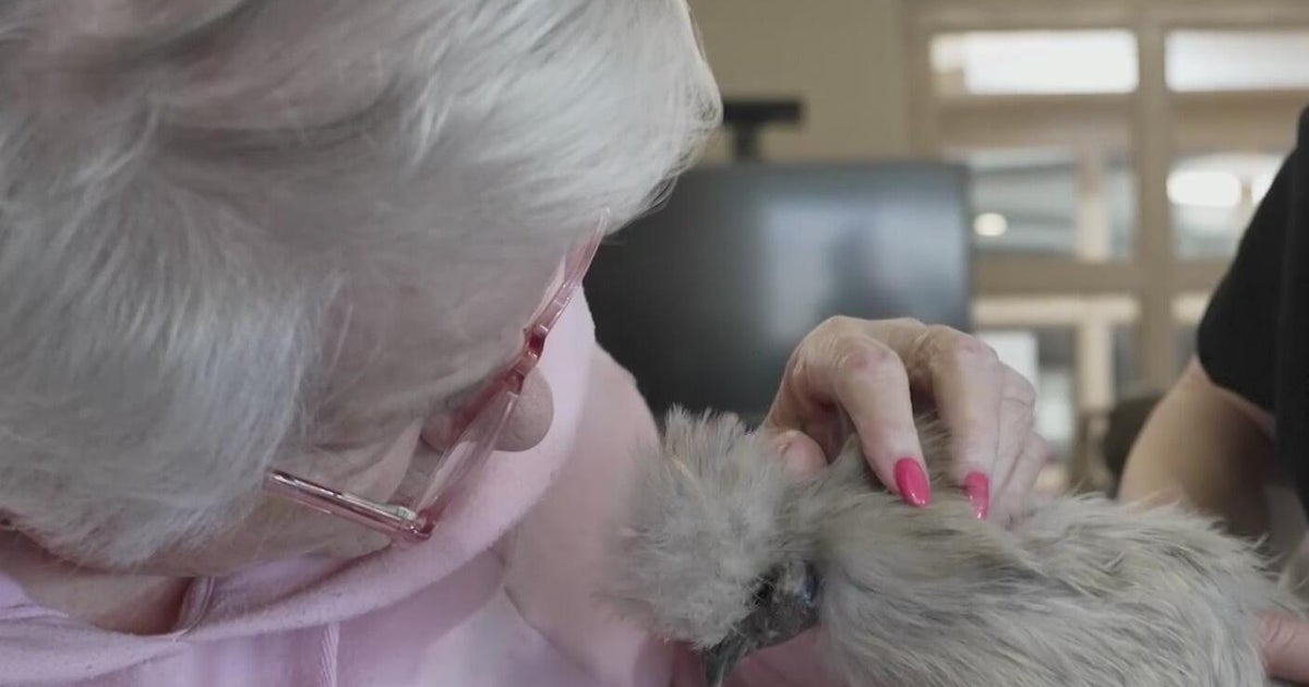 Healing Hens help spread joy to North Texas seniors - CBS Texas