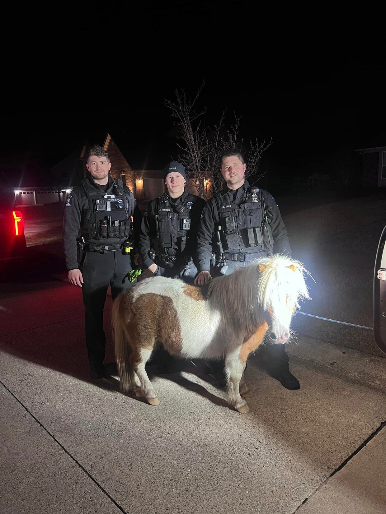 mini-horse.jpg 