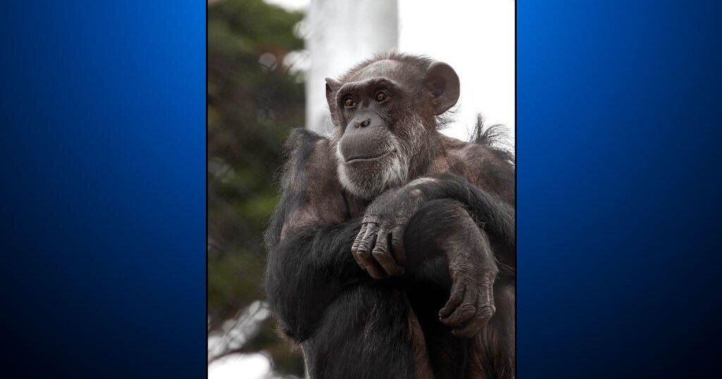 San Francisco Zoo's Maggie, 55, dies from lymphoma