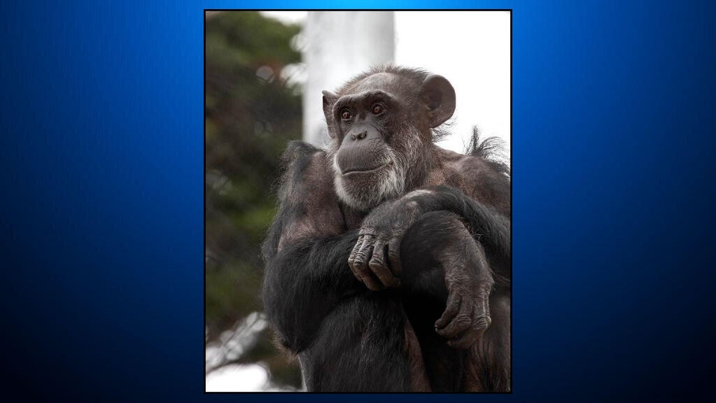 Maggie the chimpanzee 