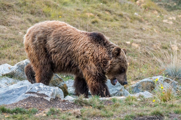 European brown bear foraging among the rocks on the hillside.