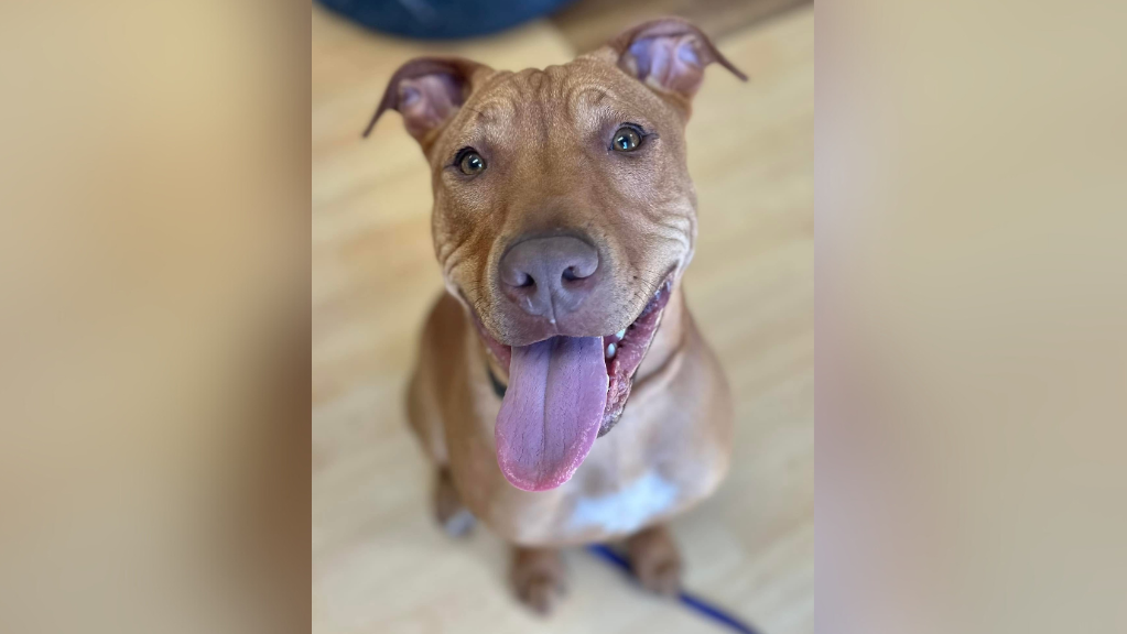 kdka-leo-k9-for-a-day.png 