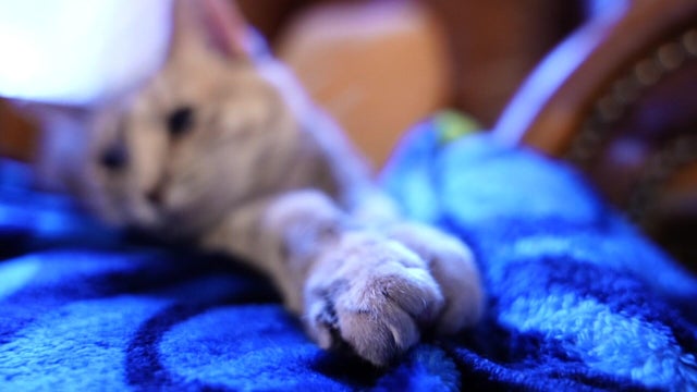 6p-vo-cat-declawing-bill-wcco7e5l.jpg 