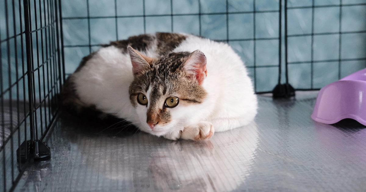 Michigan Animal Welfare Fund awards grants to local animal shelters, rescue agencies Michigan Animal Welfare Fund awards grants to local animal shelters, rescue agencies