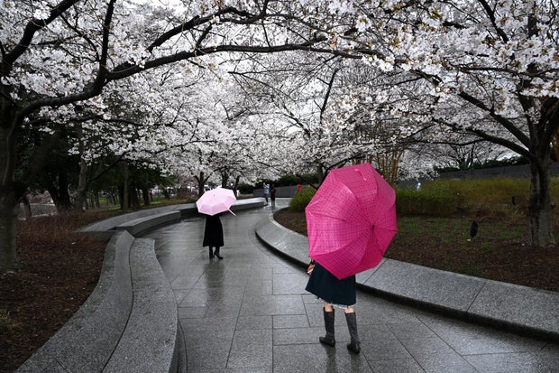 Cherry blossoms features - Washington, DC